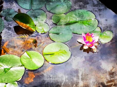 一輪の花 一輪の花の写真