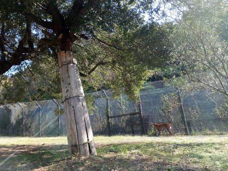 Safari Tiger Safari Park Tiger Tiger Tiger Safari Tiger Safari Park Tiger Tiger Tiger