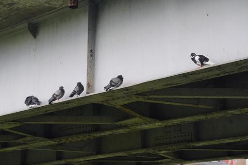 Pigeons, JPG Pigeons, JPG