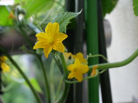 きゅうりの花 きゅうりの花 花,黄色,綺麗の写真素材