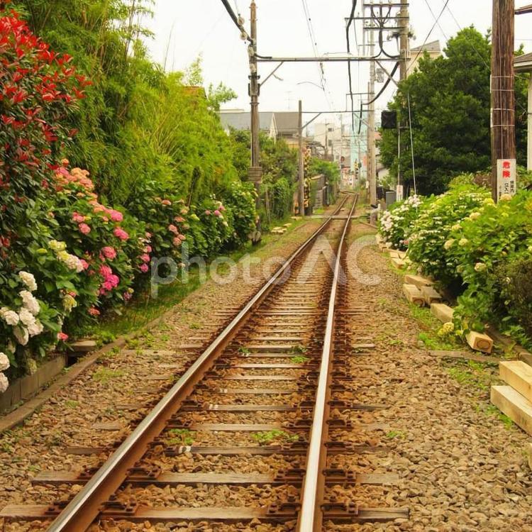 江ノ電の線路と紫陽花 線路,江ノ電,紫陽花の写真素材