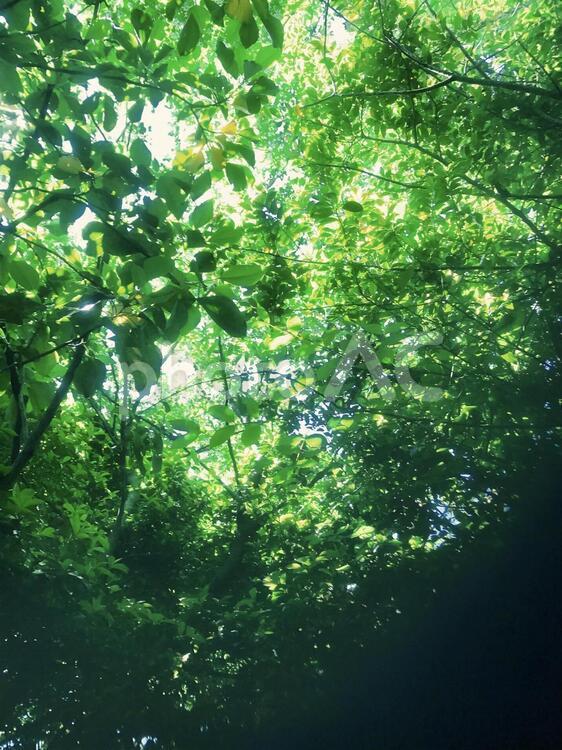 木漏れ日 leaves,nature,sunlightの写真素材