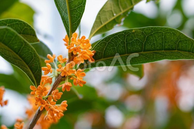 キンモクセイのオレンジ色の花と緑色の葉 キンモクセイ,花,オレンジ色の写真素材