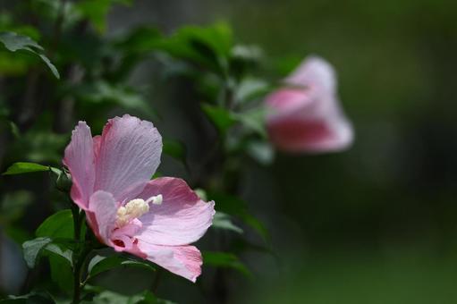 夏の茶室を彩る 夏の茶室を彩るの写真