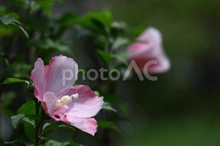 夏の茶室を彩る 木槿,花,アオイ科の植物の写真素材
