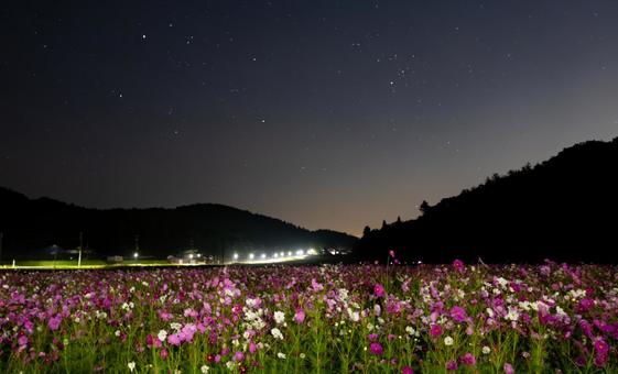 星空に包まれるコスモス畑の夜 星空に包まれるコスモス畑の夜の写真
