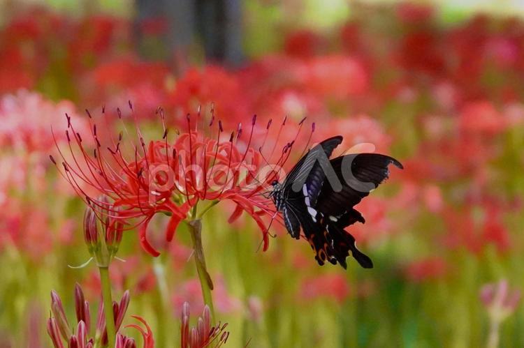 彼岸花とクロアゲハ 彼岸花とクロアゲハ 彼岸花,曼珠沙華,秋の写真素材