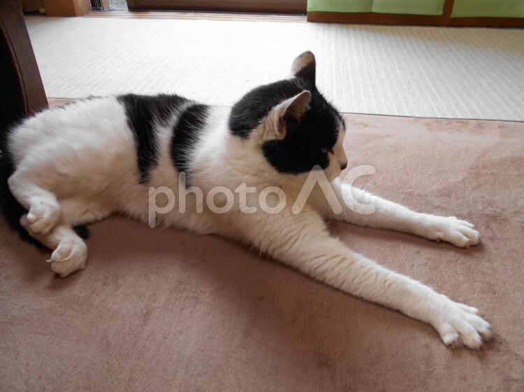 ゴロのくつろぎタイム くつろぐ,ねこ,まったりの写真素材