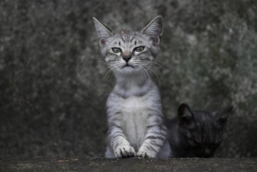 走島のにゃんこ達 走島のにゃんこ達 哺乳類,癒される,猫の写真素材