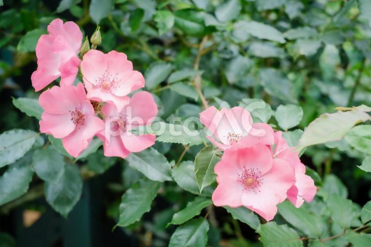 ［草花のある街角］バラ バラ,薔薇,ピンクの写真素材