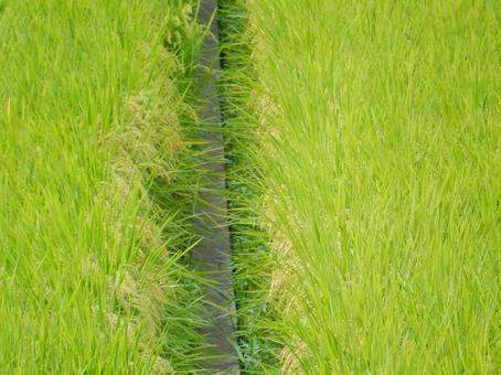 【風景写真】秋の田んぼの風景 【風景写真】秋の田んぼの風景の写真