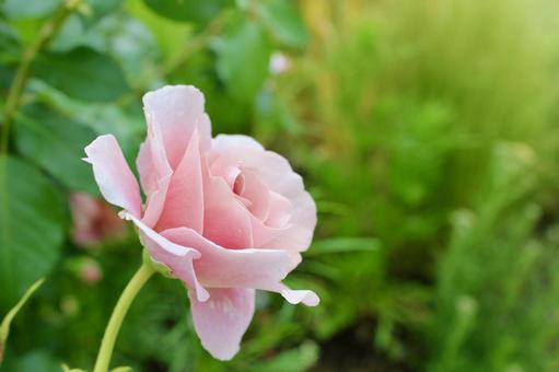 Pink Rose, JPG Pink Rose, JPG