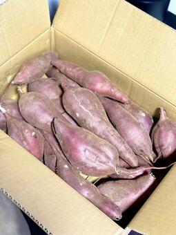 紅あずま（さつまいも） さつまいも,紅あずま,芋の写真素材