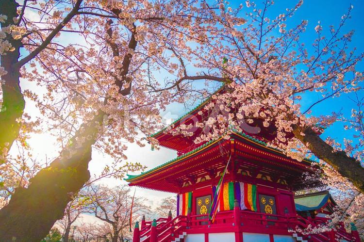桜と孝道山の寺院 桜,孝道山,寺院の写真素材