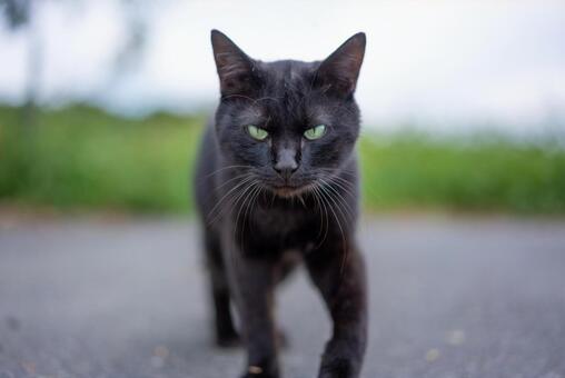 緑の瞳の黒猫 黒猫,猫,ネコの写真素材