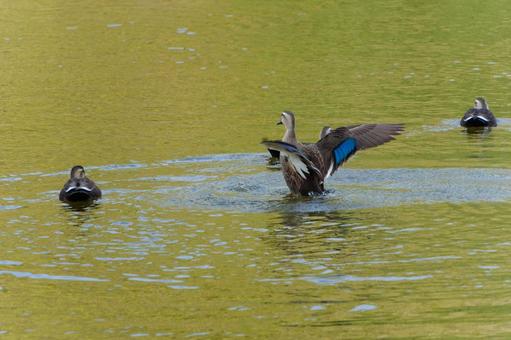 水面で羽ばたくカルガモの姿 カルガモ,鳥,野鳥の写真素材