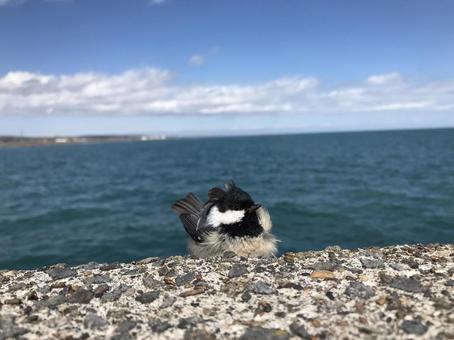海と鳥 セキレイ 海と鳥 セキレイの写真