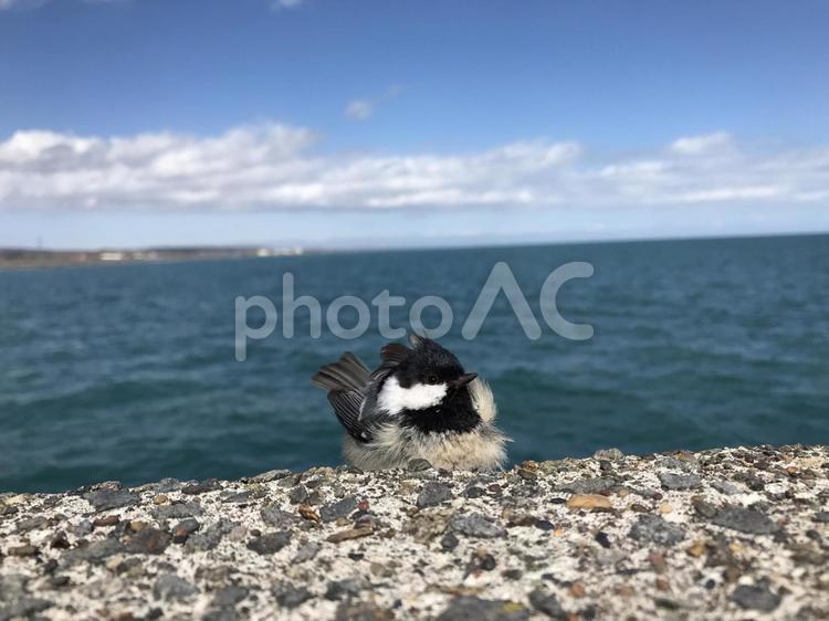 海と鳥　セキレイ 風景,景色,癒しの写真素材
