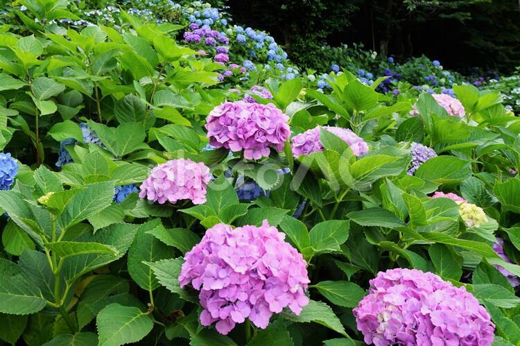 あじさいの小径 紫陽花,飛鳥山公園,飛鳥の小径の写真素材