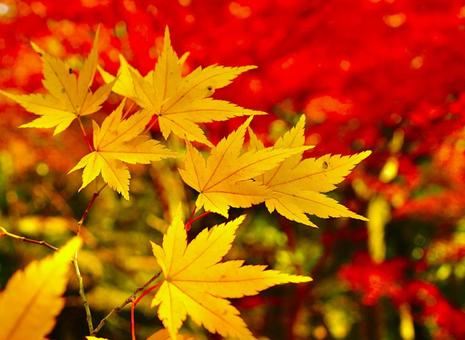 紅葉 紅葉の写真
