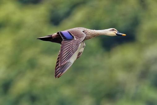 山間を飛翔するカルガモ 山間を飛翔するカルガモ カルガモ,軽鴨,夏留鴨の写真素材
