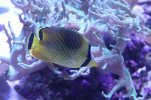 Photo, butterflyfish, butterfly fish, suzuki eye, 