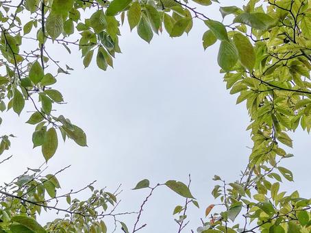 神田川10月:秋の木の葉のフレーム 神田川10月:秋の木の葉のフレーム 青葉,虫食い,枯れ枝の写真素材