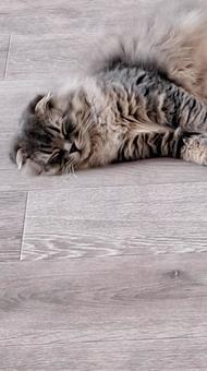 寝ている猫 寝ている猫 猫,ペット,スコティッシュフォールドの写真素材