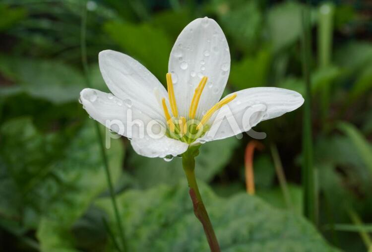 ゼフィランサス　白花　横から ゼフィランサス,白花,花の写真素材