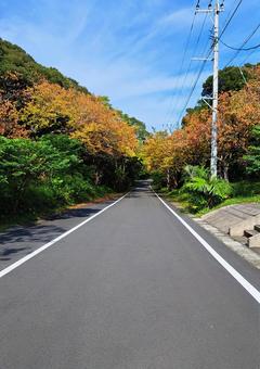 紅葉　サクラの並木 紅葉,サクラ,桜の木の写真素材