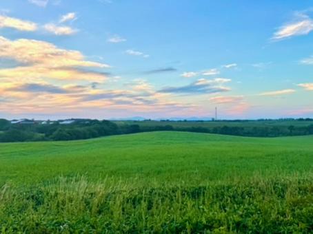 夕暮れの緑の丘 夕暮れの緑の丘の写真