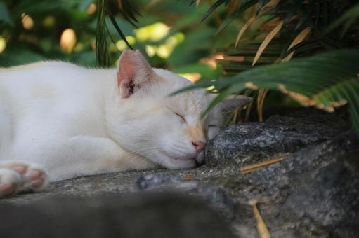 cat, JPG cat, JPG