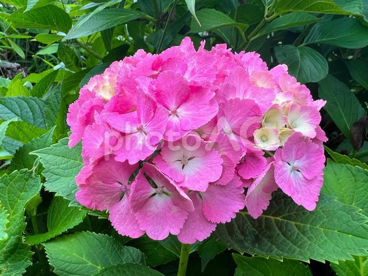 ピンクのあじさい あじさい,梅雨,紫陽花の写真素材