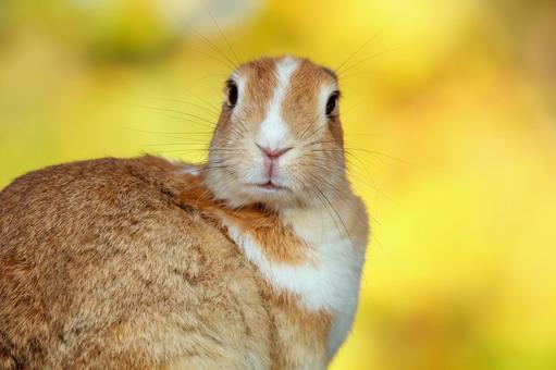 The rabbits of Okunoshima, JPG The rabbits of Okunoshima, JPG