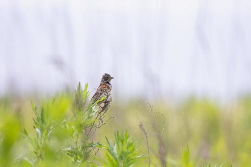 自然の中のホオジロ 自然の中のホオジロ 野生の鳥,野生動物,風景の写真素材