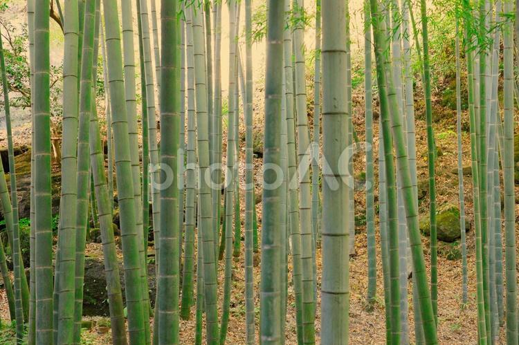 幻想的な美しさを醸し出す竹林 背景,竹,テクスチャーの写真素材