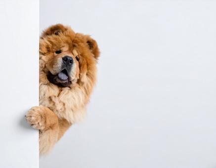 壁からひょっこり顔をだすワンちゃん 壁からひょっこり顔をだすワンちゃんの写真
