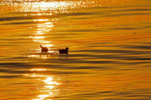 朝焼けの金色の海に鴨が戯れる-3 朝焼けの金色の海に鴨が戯れる-3の写真