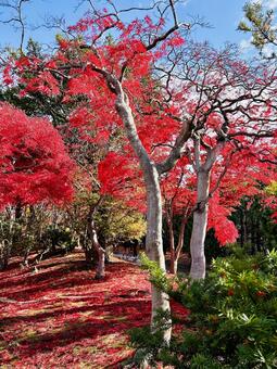 平岡樹芸センター～「みどりーむ」 札幌市,清田区,秋の写真素材