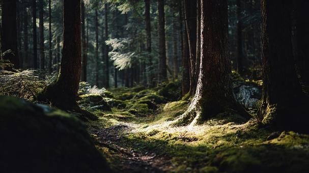 静寂の森、木漏れ日の道の写真