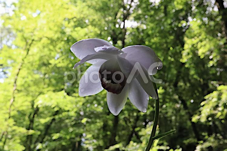 雨に濡れた可愛いレンゲショウマの花 可愛い,綺麗,美しいの写真素材