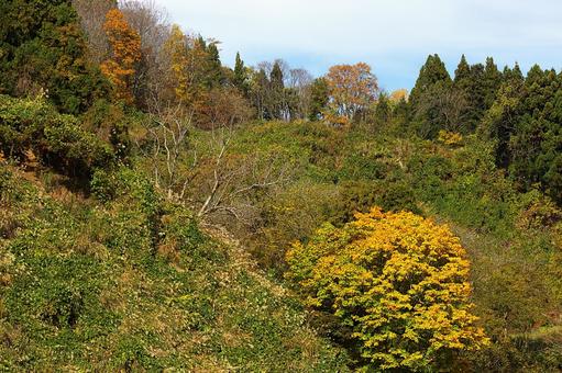 25年　山古志虫亀　紅葉 空,木,木々の写真素材