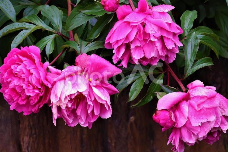 ５月上旬の雨上がりの赤のシャクヤク 背景,シャクヤク,芍薬の写真素材
