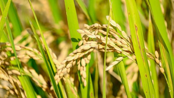 実る稲穂のアップ 稲穂,米,稲の写真素材