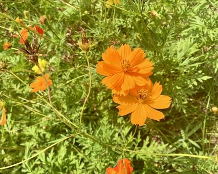 キバナコスモスの花 キバナコスモスの花 キバナコスモス,コスモス,秋の写真素材