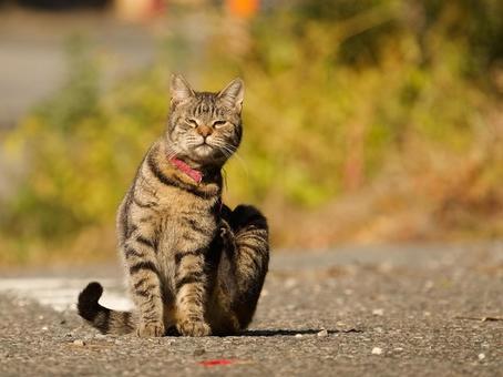 お座り猫 お座り猫 猫,野良猫,可愛い猫の写真素材