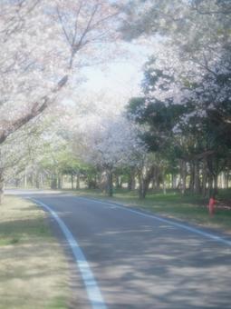 桜 桜の写真