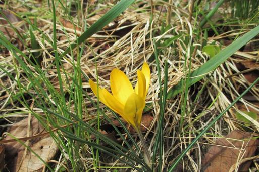 Crocus, JPG