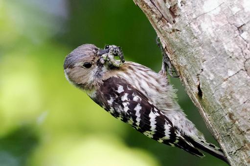 餌を運ぶコゲラ コゲラ,子育て,営巣の写真素材