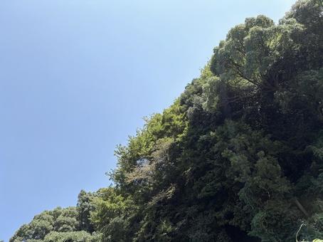 青空と森のシルエット 青空と森のシルエット 青空,緑,自然の写真素材